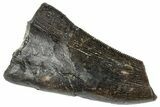 Serrated Tyrannosaur Tooth - Two Medicine Formation #263780-1